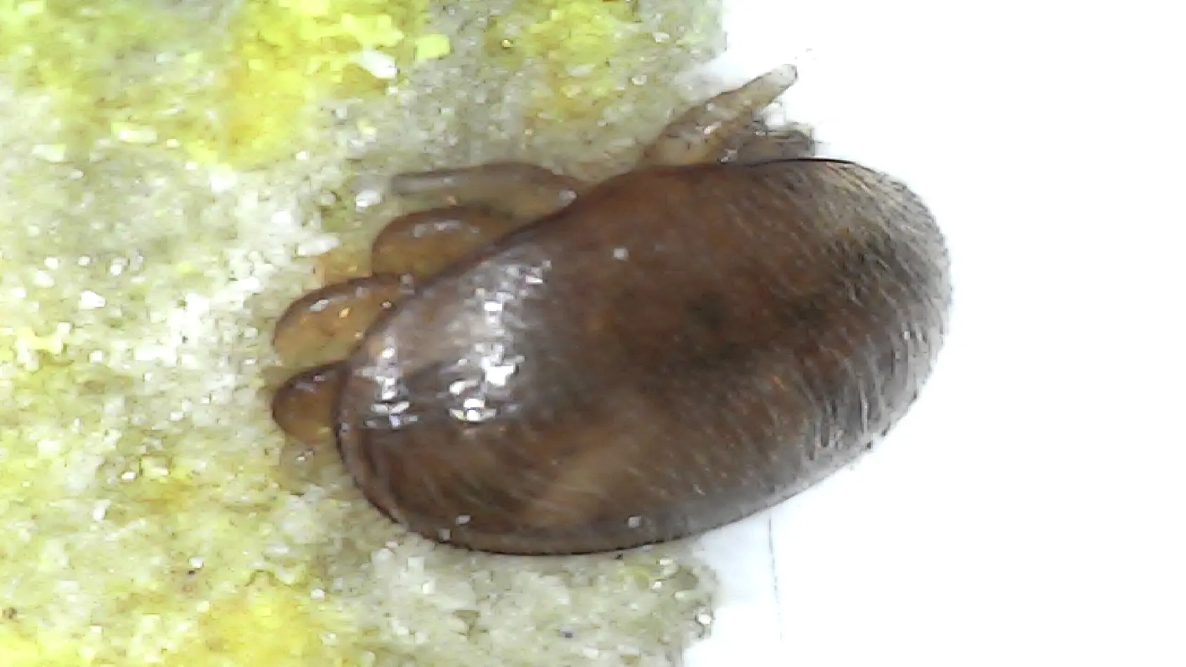 Een varroa naast een tropilaelaps mijt.