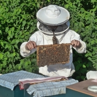 beekeeper-985082_sq200
