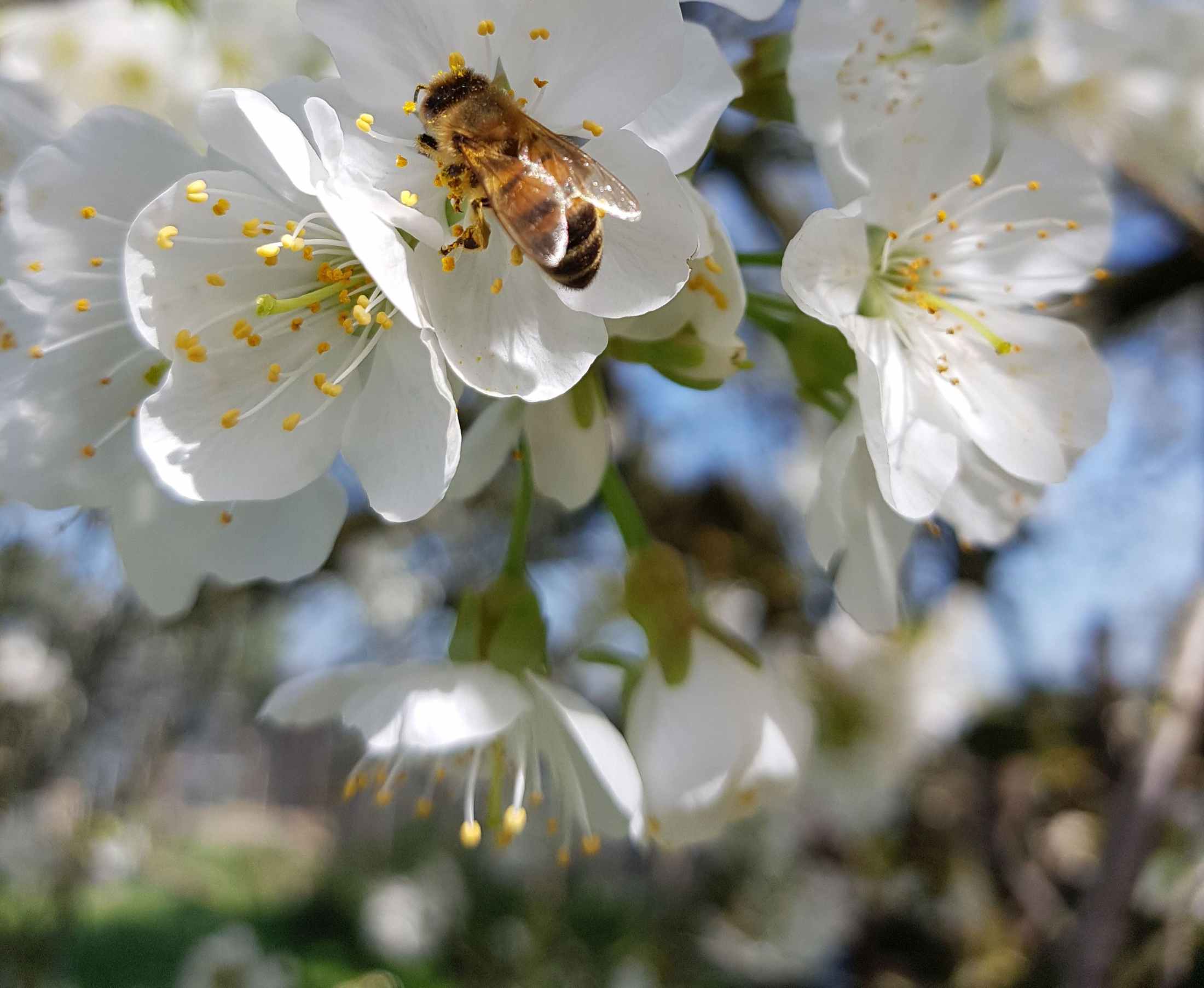 Een krachtig verbond van bijen, honing en imkers