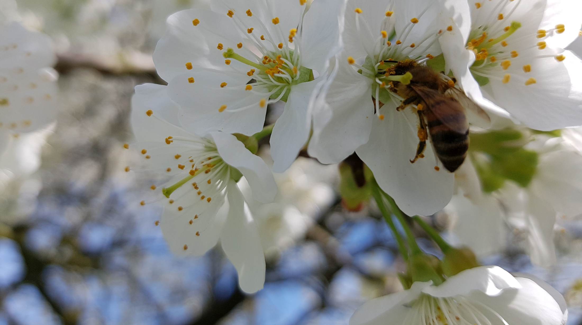 Een krachtig verbond van bijen, honing en imkers