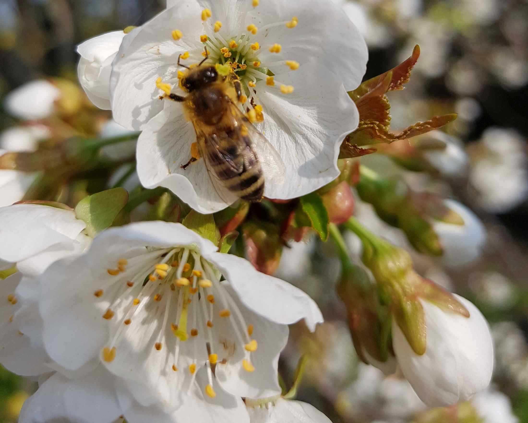 Een hart voor bijen en natuur