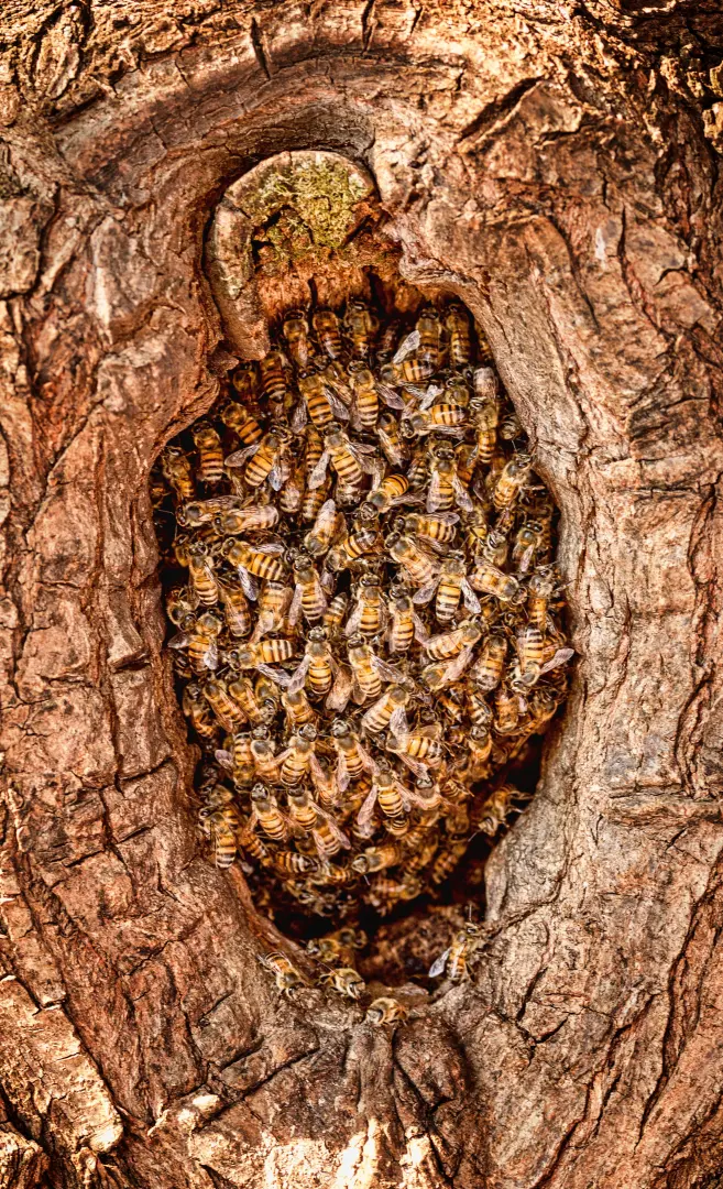 Nest in boom