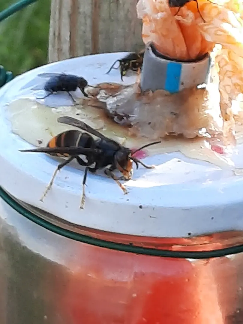 De vespa velutina of Aziatische hoornaar