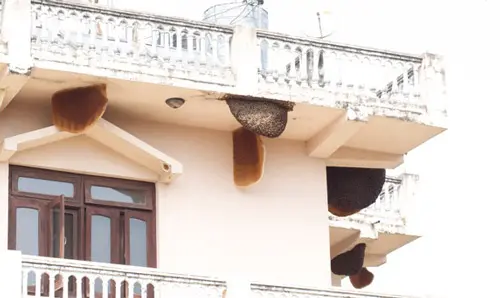 Nesten van apis dorsata aan een huis