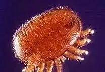 Varroa